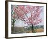 Spring Blossom and Lake at Ueno-Koen Park, Ueno, Tokyo, Japan-Richard Nebesky-Framed Photographic Print