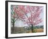 Spring Blossom and Lake at Ueno-Koen Park, Ueno, Tokyo, Japan-Richard Nebesky-Framed Photographic Print