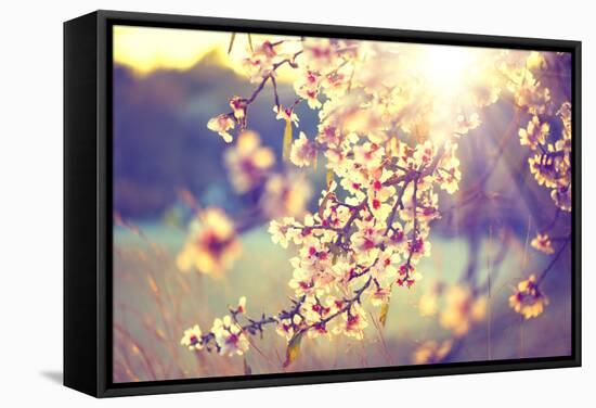 Spring Blossom Background. Beautiful Nature Scene with Blooming Tree and Sun Flare. Sunny Day. Spri-Subbotina Anna-Framed Stretched Canvas