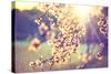 Spring Blossom Background. Beautiful Nature Scene with Blooming Tree and Sun Flare. Sunny Day. Spri-Subbotina Anna-Stretched Canvas