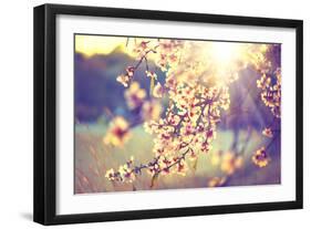 Spring Blossom Background. Beautiful Nature Scene with Blooming Tree and Sun Flare. Sunny Day. Spri-Subbotina Anna-Framed Premium Photographic Print