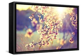 Spring Blossom Background. Beautiful Nature Scene with Blooming Tree and Sun Flare. Sunny Day. Spri-Subbotina Anna-Framed Stretched Canvas
