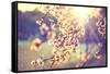 Spring Blossom Background. Beautiful Nature Scene with Blooming Tree and Sun Flare. Sunny Day. Spri-Subbotina Anna-Framed Stretched Canvas