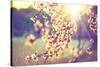 Spring Blossom Background. Beautiful Nature Scene with Blooming Tree and Sun Flare. Sunny Day. Spri-Subbotina Anna-Stretched Canvas