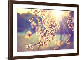 Spring Blossom Background. Beautiful Nature Scene with Blooming Tree and Sun Flare. Sunny Day. Spri-Subbotina Anna-Framed Photographic Print