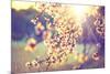 Spring Blossom Background. Beautiful Nature Scene with Blooming Tree and Sun Flare. Sunny Day. Spri-Subbotina Anna-Mounted Photographic Print