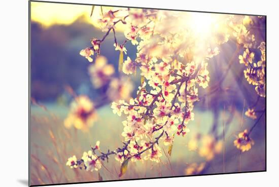 Spring Blossom Background. Beautiful Nature Scene with Blooming Tree and Sun Flare. Sunny Day. Spri-Subbotina Anna-Mounted Photographic Print