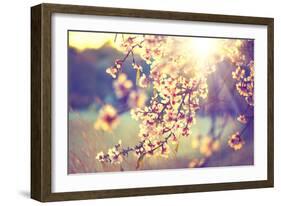 Spring Blossom Background. Beautiful Nature Scene with Blooming Tree and Sun Flare. Sunny Day. Spri-Subbotina Anna-Framed Photographic Print