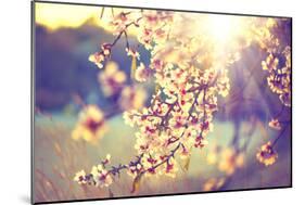 Spring Blossom Background. Beautiful Nature Scene with Blooming Tree and Sun Flare. Sunny Day. Spri-Subbotina Anna-Mounted Photographic Print