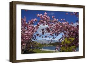 Spring Blossom, Lake Wakatipu and the Remarkables, Queenstown, Otago, South Island, New Zealand-David Wall-Framed Photographic Print