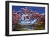 Spring Blossom, Lake Wakatipu and the Remarkables, Queenstown, Otago, South Island, New Zealand-David Wall-Framed Photographic Print