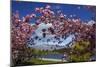 Spring Blossom, Lake Wakatipu and the Remarkables, Queenstown, Otago, South Island, New Zealand-David Wall-Mounted Photographic Print