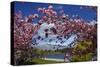 Spring Blossom, Lake Wakatipu and the Remarkables, Queenstown, Otago, South Island, New Zealand-David Wall-Stretched Canvas