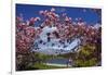 Spring Blossom, Lake Wakatipu and the Remarkables, Queenstown, Otago, South Island, New Zealand-David Wall-Framed Photographic Print