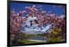 Spring Blossom, Lake Wakatipu and the Remarkables, Queenstown, Otago, South Island, New Zealand-David Wall-Framed Photographic Print