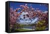 Spring Blossom, Lake Wakatipu and the Remarkables, Queenstown, Otago, South Island, New Zealand-David Wall-Framed Stretched Canvas