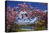 Spring Blossom, Lake Wakatipu and the Remarkables, Queenstown, Otago, South Island, New Zealand-David Wall-Stretched Canvas