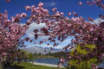 Spring Blossom Lake Wakatipu And The Remarkables Queenstown Otago South Island New Zealand Photographic Print David Wall Allposters Com