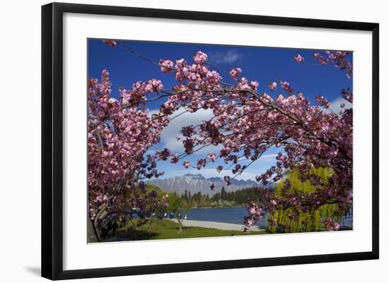 Spring Blossom, Lake Wakatipu and the Remarkables, Queenstown, Otago, South Island, New Zealand-David Wall-Framed Photographic Print