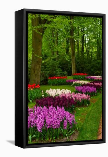 Spring Blossom of Hyacinth-neirfy-Framed Stretched Canvas