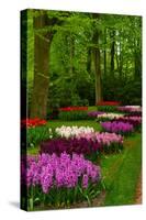 Spring Blossom of Hyacinth-neirfy-Stretched Canvas