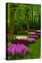 Spring Blossom of Hyacinth-neirfy-Stretched Canvas