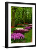 Spring Blossom of Hyacinth-neirfy-Framed Photographic Print