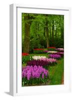 Spring Blossom of Hyacinth-neirfy-Framed Photographic Print