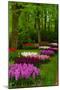 Spring Blossom of Hyacinth-neirfy-Mounted Photographic Print