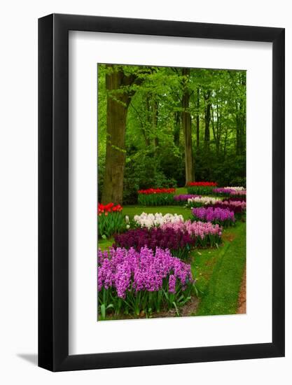 Spring Blossom of Hyacinth-neirfy-Framed Photographic Print