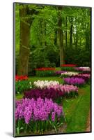 Spring Blossom of Hyacinth-neirfy-Mounted Photographic Print