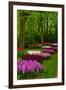 Spring Blossom of Hyacinth-neirfy-Framed Photographic Print