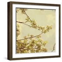 Spring Blossom on Tree 001-Tom Quartermaine-Framed Giclee Print