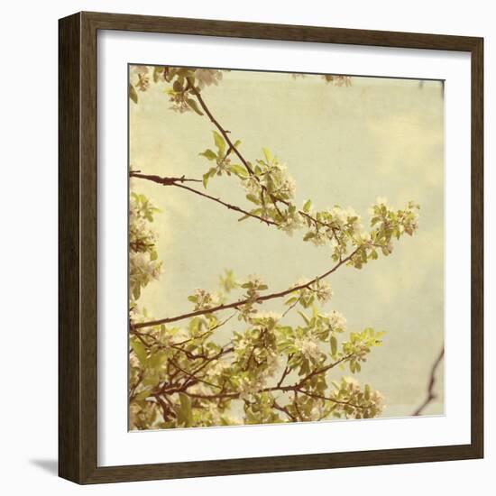 Spring Blossom on Tree 001-Tom Quartermaine-Framed Giclee Print