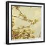 Spring Blossom on Tree 001-Tom Quartermaine-Framed Giclee Print
