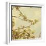Spring Blossom on Tree 001-Tom Quartermaine-Framed Giclee Print