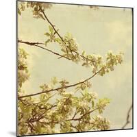 Spring Blossom on Tree 001-Tom Quartermaine-Mounted Giclee Print