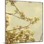 Spring Blossom on Tree 001-Tom Quartermaine-Mounted Giclee Print