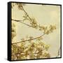 Spring Blossom on Tree 001-Tom Quartermaine-Framed Stretched Canvas