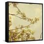 Spring Blossom on Tree 001-Tom Quartermaine-Framed Stretched Canvas