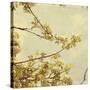 Spring Blossom on Tree 001-Tom Quartermaine-Stretched Canvas