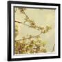 Spring Blossom on Tree 001-Tom Quartermaine-Framed Giclee Print