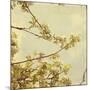 Spring Blossom on Tree 001-Tom Quartermaine-Mounted Giclee Print