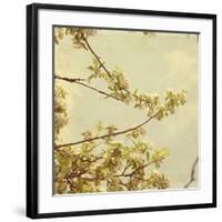 Spring Blossom on Tree 001-Tom Quartermaine-Framed Giclee Print