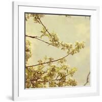 Spring Blossom on Tree 001-Tom Quartermaine-Framed Giclee Print