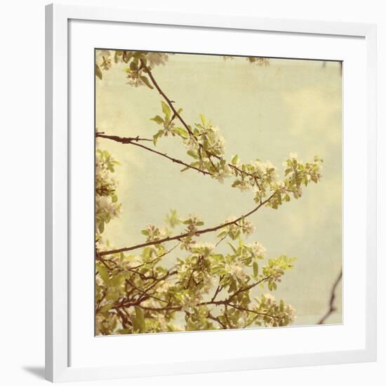 Spring Blossom on Tree 001-Tom Quartermaine-Framed Giclee Print