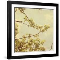 Spring Blossom on Tree 001-Tom Quartermaine-Framed Giclee Print