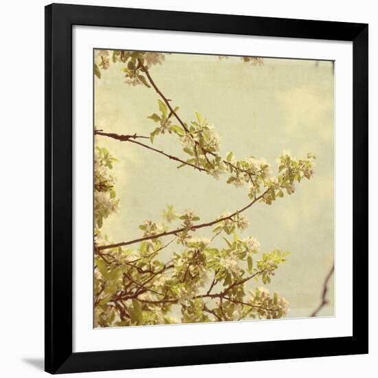 Spring Blossom on Tree 001-Tom Quartermaine-Framed Giclee Print