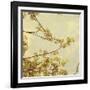 Spring Blossom on Tree 001-Tom Quartermaine-Framed Giclee Print