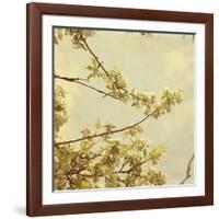 Spring Blossom on Tree 001-Tom Quartermaine-Framed Giclee Print